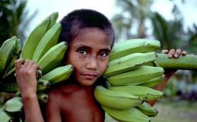 Drama culegătorilor de banane: Pesticidele le-au răpit șansa de a avea copii